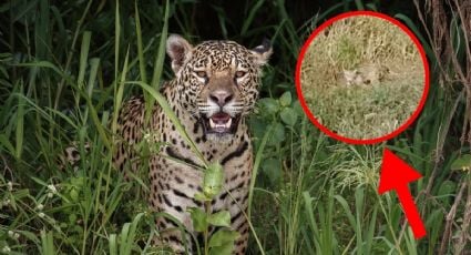 Redes sociales en ALERTA por 3 jaguares sueltos en Yucatán | VIDEO