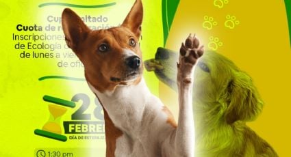 Así puedes esterilizar a tu mascota por menos de 500 pesos en Progreso