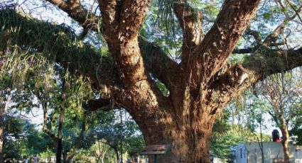 Reconocen árbol como patrimonio verde de Mérida