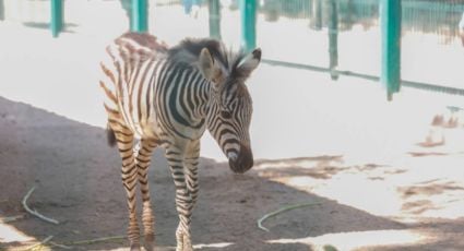 Presentan cría de cebra en el zoológico El Centenario