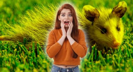 Comienza la temporada de zarigüeyas en Yucatán: así puedes proteger a esta especie en riesgo