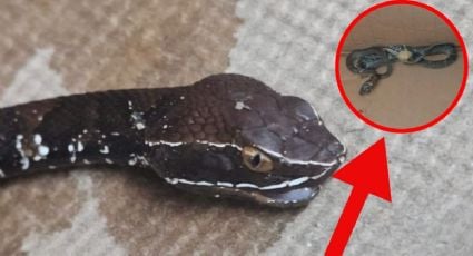 Serpiente “Huolpoch”, la especie más venenosa en Yucatán atemoriza a toda una escuela en Motul