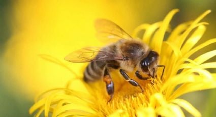 ¿Las abejas corren peligro en Yucatán? Falta de árboles presenta un grave problema