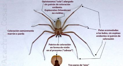 Araña violinista, cómo prevenir su mordedura