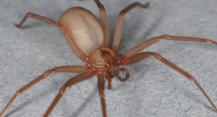 Evita la mordedura de la araña violinista, aquí te decimos cuáles son sus escondites favoritos