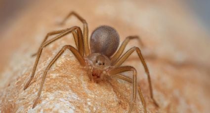 ¿Qué hacer si una araña violinista te muerde en Yucatán? Lo que debes saber para actuar rápido