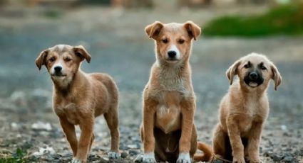 Marcha por los derechos de los animales en Mérida: cuándo es, qué calles cerrarán y las alternativas