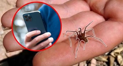 Esta app que puede salvar tu vida ante picaduras de la araña violinista, alacranes y serpientes