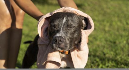 Consejos para mantener a tu mascota fresca y segura en días de calor extremo