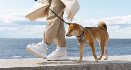 Cuida a tu mascota; te decimos cuál es la mejor hora para sacar a pasear a tu perro