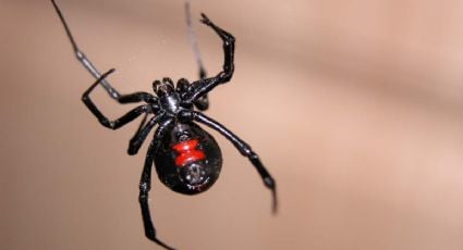 Reportan avistamientos de Viudas Negras en Yucatán ¿Hay epidemia de arañas?