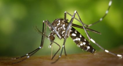 Yucatán activa campaña intensiva para eliminar criaderos de mosquitos en Mérida y sus comisarías