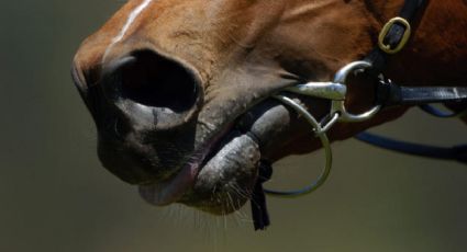 Crueldad animal en Yucatán: toro muere desnucado y yegua colapsa por golpe de calor tras cabalgata
