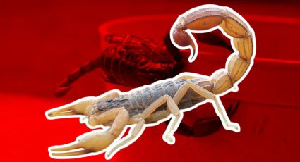 Aumentan los alacranes en Yucatán por ola de calor: ¿son peligrosos?