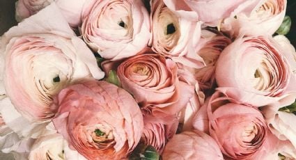 Dónde comprar flores accesibles en Mérida para sorprender a mamá este 10 de mayo
