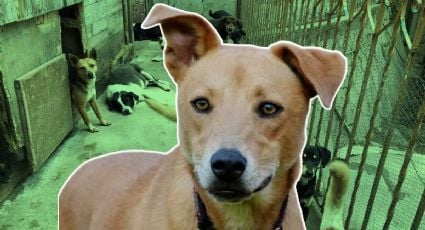 ¿Qué es un malix? Conoce al perro mestizo que reina en Yucatán y el sureste de México