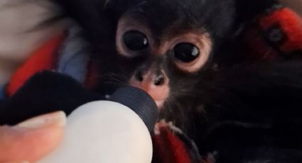 Rescatan 25 loros y un mono araña en Yucatán: ¿cómo denunciar posesión ilegal de animales?