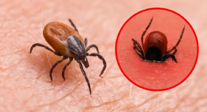 Ola de calor en Yucatán aumenta la presencia de GARRAPATAS ¿Cómo cuidarse de esta PLAGA?