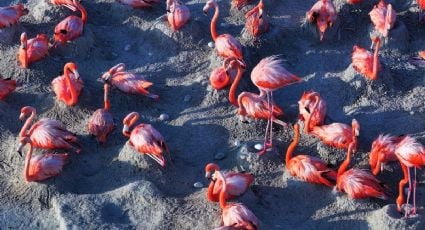 Conanp registra más de 14 mil nidos de flamenco rosa en Río Lagartos