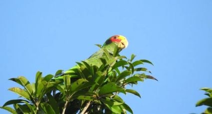 Monitoreo de loros urbanos en Mérida revela 7 nuevas especies presentes en la ciudad