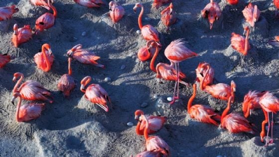Conanp registra más de 14 mil nidos de flamenco rosa en Río Lagartos