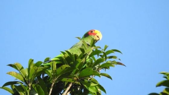 Monitoreo de loros urbanos en Mérida revela 7 nuevas especies presentes en la ciudad