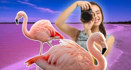 Celestún: ¿cuál es la mejor época del año para ver flamencos en Yucatán?