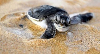 ¡No te la pierdas! Esta es la temporada de liberación de tortugas en Yucatán