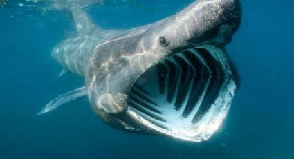 No era ballena: ¿De qué animal eran los restos encontrados en Progreso?