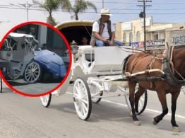 Un caballo se desploma por golpe de calor en el Centro de Mérida