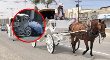 Un caballo se desploma por golpe de calor en el Centro de Mérida
