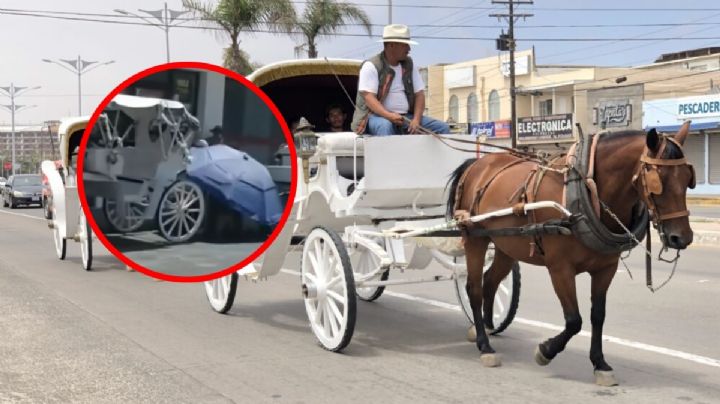 Un caballo se desploma por golpe de calor en el Centro de Mérida