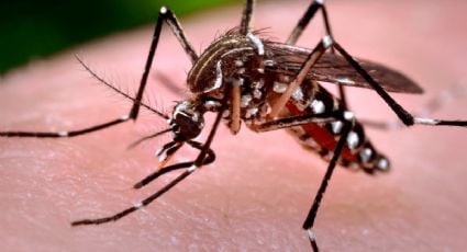 Campaña contra mosquitos en Yucatán avanza con éxito: más de 47 toneladas de criaderos recolectados
