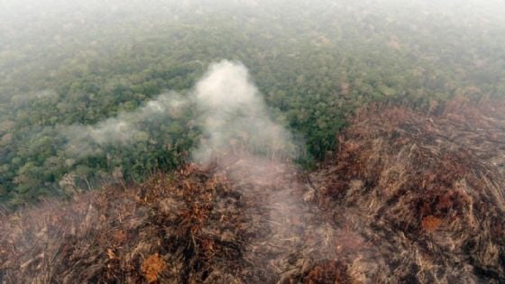 Detectan devastación ambiental en Yucatán: Semarnat investiga a desarrolladores inmobiliarios