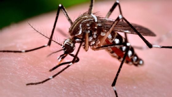 Campaña contra mosquitos en Yucatán avanza con éxito: más de 47 toneladas de criaderos recolectados