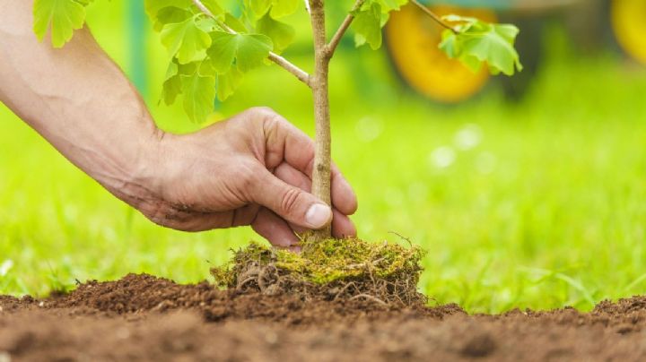 Arranca la Cruzada Forestal 2025 en Mérida: sembrarán más de 8,500 árboles