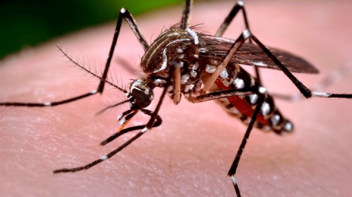 Campaña contra mosquitos en Yucatán avanza con éxito: más de 47 toneladas de criaderos recolectados