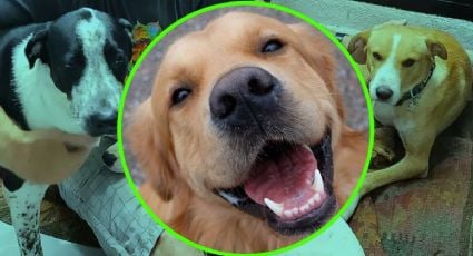 Perritos callejeros de Valladolid son rescatados y encuentran hogar en Canadá