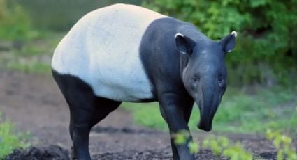 El tapir: el animal sagrado para los mayas que desapareció de la selva de Yucatán