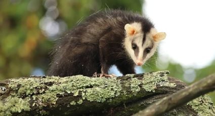 Temporada de zarigüeyas en Yucatán: por qué aparecen más y cómo actuar si te encuentras una