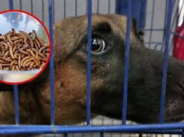Reportan nuevo caso de gusano barrenador en 'Dingo', perrita rescatada de Tetiz