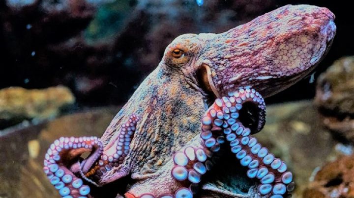 Pesca ilegal de pulpo en Yucatán genera pérdidas económicas y daños al ecosistema