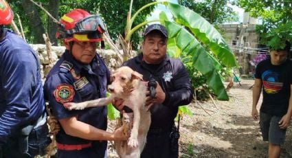 Bomberos de Tizimín rescatan a Coqueta, perrita que cayó en un pozo