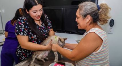 Habrá mega jornada de esterilización en Mérida; aquí te damos los detalles