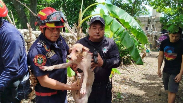 Bomberos de Tizimín rescatan a Coqueta, perrita que cayó en un pozo