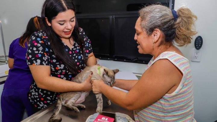 Habrá mega jornada de esterilización en Mérida; aquí te damos los detalles