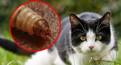 Continúan los casos de gusano barrenador en Yucatán: ¿Los gatos pueden contagiarse?