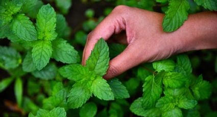 Así puedes cultivar esta planta que es INCREÍBLE para el calor y hacer deliciosos cócteles
