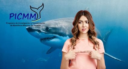 ¿Puedes encontrar tiburones en las playas de Yucatán este verano? Esto dice especialista de la UADY