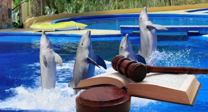 Maltrato animal: ¿están prohibidos los shows de delfines en Yucatán?